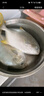 翔泰海南深海金鯧魚700g 2條 火鍋 生鮮魚類 BAP認(rèn)證 海鮮水產(chǎn)  曬單實(shí)拍圖
