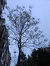 爛樹(shù)根特效藥環(huán)秦嗪酮專(zhuān)用除大樹(shù)強力腐根王一滴樹(shù)枯死爛根劑肥料 大樹(shù)枯 100ml 1瓶 曬單實(shí)拍圖