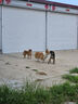 麥富迪狗糧超肉粒凍干狗糧成幼犬中大型犬專(zhuān)用養護關(guān)節 18kg/36斤 曬單實(shí)拍圖