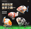 瘋狂水草蘭壽金魚(yú)冷水觀賞魚(yú)苗金魚(yú)活魚(yú)淡水好養(yǎng)耐活小金魚(yú)奶牛招財(cái)寵物魚(yú) 【精品6-8cm】紅白+紅壽+三色 曬單實(shí)拍圖