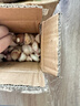 大蒜精裝出口蒜出蔬菜水果調料牛肉生蠔小龍蝦食材 出口標準網(wǎng)兜裝袋5頭 110g 中果直徑4cm 曬單實(shí)拍圖