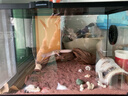 REPTIZOO瑞皮躲避藍(lán)舌石龍子爬寵屋守宮蛇鬃獅蜥樺木仿真 樺木躲避洞【小號】 曬單實拍圖