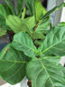 植男植女琴葉榕盆栽綠植室內客廳落地大型易活喬遷新居入戶(hù)好養源頭直發(fā) 曬單實(shí)拍圖