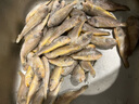 冰鮮部族小黃魚(yú) 新鮮冷凍海鮮深海黃花魚(yú) 活魚(yú)速凍燒烤食材 【新鮮海捕】深海小黃魚(yú)4斤 曬單實(shí)拍圖