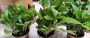 櫻霞綠蘿盆栽室內(nèi)植物綠植水培長(zhǎng)藤垂吊大葉綠籮陽(yáng)臺(tái)家用 12O綠加侖自水10盆+4肥+ 京東送貨上門 曬單實(shí)拍圖