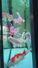 瘋狂水草（FKSC）錦鯉魚(yú)飼料2.5斤高級增肥錦鯉魚(yú)食專(zhuān)用大顆粒增體三合一魚(yú)糧錦鯉 曬單實(shí)拍圖