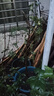 慕爾森棗樹(shù)活苗帶土球種植嫁接果樹(shù)苗沾化大冬棗樹(shù)苗盆栽地栽庭院別墅 棗樹(shù)2.5公分粗【原土發(fā)貨】 原土發(fā)貨 曬單實(shí)拍圖