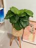 花翁北歐海芋盆栽辦公室內桌面綠植花卉 青蘋(píng)果竹芋+四宮格盆源頭直發(fā) 曬單實(shí)拍圖