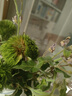 綠毛球藍(lán)星花混搭10枝 藍(lán)星花5枝+綠毛球5枝混搭10枝 曬單實(shí)拍圖