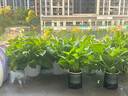 【綠蘿盆栽帶精致南瓜儲水盆】吸甲醛凈化空氣水培綠植物花卉好養 【爆款2盆】綠蘿+白色南瓜盆自吸水 整體含盆高度20-25cm 曬單實(shí)拍圖