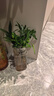 驅蚊竹柏水培植物大棵室內水養綠植花卉盆栽辦公室桌面驅蚊草好養 精選竹柏10棵+肥料 曬單實(shí)拍圖