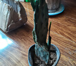 御春閣令箭荷花 盆栽花卉室內綠植 仙人掌多肉植物 葉片扦插苗 嫁接1層 曬單實(shí)拍圖