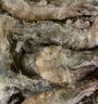 賣(mài)魚(yú)郎先生 王牌鹽凍大蝦原裝進(jìn)口 去冰凈蝦3斤 30-45只 厄瓜多爾白蝦 曬單實(shí)拍圖