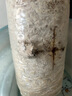 蘑菇種植包蘑菇菌包兒童種蘑菇小盆栽學(xué)校趣味教學(xué)種植蘑菇可食用 蘑菇盲盒【隨機(jī)發(fā)貨】 曬單實(shí)拍圖