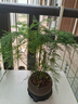 開(kāi)時(shí)果 文竹盆栽桌面擺件盆景 辦公室植物竹子水培綠植盆景源頭直發(fā)包郵 舍得紫砂盆+黑石+底座 曬單實(shí)拍圖