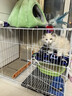 逄小寵貓籠折疊貓籠子大號貓別墅加粗加密雙層貓舍貓窩寵物貓咪用品家用 黑70*52*59cm【適合7斤內貓貓】 【折疊免安裝】豪華雙層/帶廁所 加粗加密/真材實(shí)料 曬單實(shí)拍圖