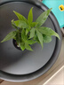 OEMG恭喜發(fā)財水培植物發(fā)財樹辦公室內(nèi)客廳桌面花卉盆栽凈化綠植 一棵奇趣發(fā)財樹(無瓶） 曬單實拍圖