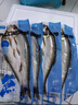 水都十堰丹江口翹嘴鲌魚(yú)新鮮淡水生態(tài)大白刁子魚(yú)白條魚(yú)送禮湖北特產(chǎn) 5斤 裝(每條1.2-1.3斤左右） 曬單實(shí)拍圖