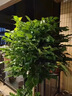 幸福樹(shù)客廳大型多層盆栽綠植室內包成活平安發(fā)財樹(shù)盆景吸甲醛好養 雙層幸福樹(shù)1.4-1.6m-白色梯形樹(shù)脂盆 曬單實(shí)拍圖