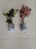 看匠 竹節(jié)海棠花盆栽斑點(diǎn)秋海棠室內(nèi)桌面陽(yáng)臺(tái)多年生花卉綠植盆景好養(yǎng) 竹節(jié)海棠 2年苗 曬單實(shí)拍圖