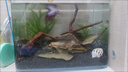 晶明水族熱彎高清玻璃魚缸免換水中小型家用客廳魚缸桌面龜缸熱帶魚水族箱 20長(zhǎng)*14寬*16高cm 裸缸 曬單實(shí)拍圖
