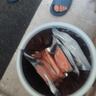 泰明揚新疆三文魚(yú)中段 去皮整塊切片刺身壽司生魚(yú)片 冷凍冰鮮即食生鮮 去皮中段整塊 1200g 【400g*3盒】 冷凍【可以存放】 曬單實(shí)拍圖