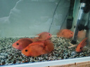 樂(lè )淘逸寵血紅鸚鵡魚(yú)活體發(fā)財魚(yú)財神魚(yú)大型熱帶觀(guān)賞魚(yú)淡水好養 9-10cm血鸚鵡6條發(fā)順豐 曬單實(shí)拍圖