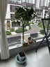 愛(ài)優(yōu)尚香水檸檬樹(shù)盆栽綠植大型室內客廳植物吸甲醛陽(yáng)臺四季好養花卉果祿 曬單實(shí)拍圖
