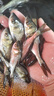 特大花鰱魚苗批發(fā)附近本地淡水鰱鳙活體魚苗冷水小魚觀賞魚大頭魚苗 花鰱魚苗7-9厘米20條【送10%防損】 曬單實拍圖
