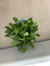 綠有意綠蘿盆栽除甲醛室內(nèi)好養(yǎng)花卉植物綠蘿批發(fā)辦公室新房裝修凈化空氣 110#原盆儲水盆10盆裝+4肥 帶盆帶土發(fā)貨 曬單實拍圖