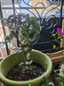 開時(shí)果 四季桂花盆栽樹苗濃香型 新中式盆景辦公室內(nèi)綠植物源頭直發(fā)包郵 精品四季桂+原土發(fā)貨（不含盆） 【整高約40-50cm左右】 曬單實(shí)拍圖