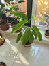 歐芽   白蘭花盆栽花卉植物室內花四季黃角蘭白玉蘭花樹(shù)苗老樁開(kāi)花 白蘭3年苗【40-50cm高】 不含盆 曬單實(shí)拍圖