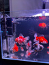 魚(yú)呼吸魚(yú)缸增氧充氣泵 008-6W【6cm納米沙盤(pán)套餐】 小型家用養魚(yú) 曬單實(shí)拍圖