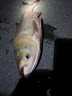 西部風(fēng)阿魏鰱鳙酸臭鰱方塊餌野釣湖庫(kù)黑坑窩料海桿翻板鉤鰱鳙餌料 阿魏酸臭鰱800g【慢霧化】*2包 無(wú)規(guī)格 曬單實(shí)拍圖