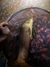 釣魚王地獄貓昆蟲蛋白魚餌秋冬腥香黑水虻幼蟲餌料鯽鯉通用餌 腥3包裝 曬單實拍圖