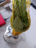 佰花錦辦公桌面綠植盆栽發(fā)財樹(shù)室內客廳奶油風(fēng)網(wǎng)紅盆景精致美觀(guān)四季好養 單桿發(fā)財樹(shù)+PVC白泡泡盆 整體高度約15-25cm 曬單實(shí)拍圖