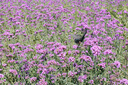 松下S9（20-60mm F3.5-5.6）套機(jī)（Panasonic）全畫(huà)幅微單 實(shí)時(shí)Lut 濾鏡直出 連接app極速分享 灰銀 曬單實(shí)拍圖