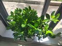 花翁梔子花帶花苞盆栽植物花卉【多分支大苗】梔子花+浪琴盆源頭直發(fā) 曬單實(shí)拍圖