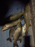 小鳳仙日夜咬鉤變色夜光漂錘頭尾發(fā)光漂夜釣電子漂鯽魚漂加粗醒目近視漂 曬單實拍圖
