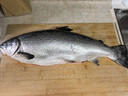 純爾挪威冰鮮三文魚(yú)整條(8斤以上)/條 生食刺身 源頭直發(fā)包郵中秋送禮 曬單實(shí)拍圖