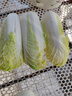山東娃娃菜新鮮小白菜當季黃牙白蔬菜火鍋涮菜源頭直發(fā)包郵 4包12顆裝 曬單實(shí)拍圖
