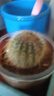 多肉植物仙人掌盆栽室內肉肉仙人球小盆栽開(kāi)花可愛(ài)桌面綠植 金冠+玻璃盆+黃金砂+營(yíng)養土 含盆 曬單實(shí)拍圖