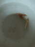 金苔鼠觀賞魚清道夫小型熱帶斑馬魚除藻工具淡水清潔糞便孔雀魚 【清潔神器】4-6cm 金苔鼠2條 曬單實拍圖