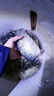 川澤一體成型夜光漂咬鉤變色高靈敏鯽魚漂醒目浮漂鰱鳙大物電子夜釣漂 升級款PL5-3(主攻鯽鯉)吃鉛2.5g 咬鉤變色款 曬單實拍圖