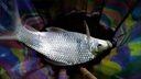 云飛魚無結(jié)主線線組套裝釣魚線主線成品綁好黑坑大物鰱鳙主線組配件漁具 5.4米八字環(huán)款4卷【拉力提升】 2.0號 曬單實拍圖