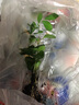 特價懶人水培綠植九里香綠蘿文竹室內(nèi)易養(yǎng)凈化空氣花卉盆栽 九里香5顆【不含盆】土培水培皆可10-15cm 曬單實拍圖