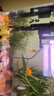 長(cháng)銳魚(yú)缸一體缸自循環(huán)免換水家用客廳桌面小型金魚(yú)缸超白玻璃養魚(yú)缸 超白CRV280標準款+水蘭青竹景（真水草） 曬單實(shí)拍圖