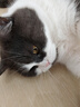 猩球衛(wèi)士高級感適用OPPO FindX8Ultra磁吸石英砂巖手機殼散熱全包findx8u商務防摔保護套商務簡約磨砂殼黑 曬單實拍圖