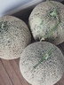 京鮮生 網(wǎng)紋蜜瓜 4-6粒裝 凈重10斤起 生鮮水果中秋禮盒 曬單實(shí)拍圖