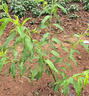 正宗四川龍泉水蜜桃樹(shù)苗桃樹(shù)冬桃盆栽脆桃子南方種植水果樹(shù)苗大全 5年苗 曬單實(shí)拍圖